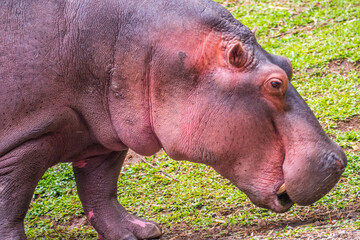 hippopotamus resting in the grass