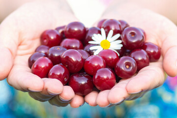 cherry in female hands