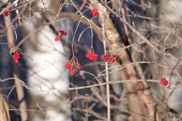 Red rowan berries after winter