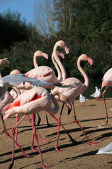 A view of a Flamingo