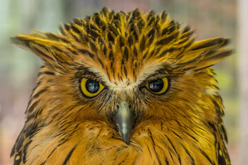 close up of a owl eyes
