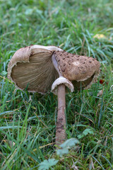 Mushrooms in autumn in the forest