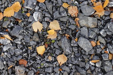 Fallen orange leaves on gray stones
