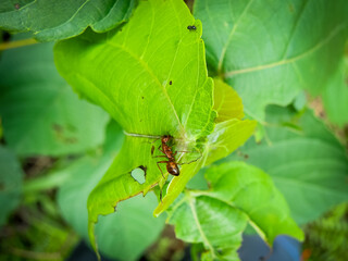African red ant on the jungle floor