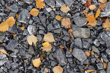 Fallen orange leaves on gray stones