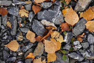 Fallen orange leaves on gray stones