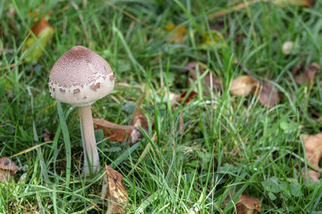 Mushrooms in autumn in the forest