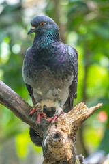 pigeon on a branch