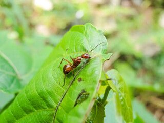 African red ant on the jungle floor