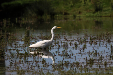 A great White Egret in the water