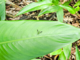 insect with wings on a leaf in the african bush