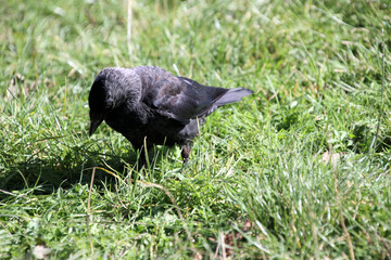 A Jackdaw on the ground