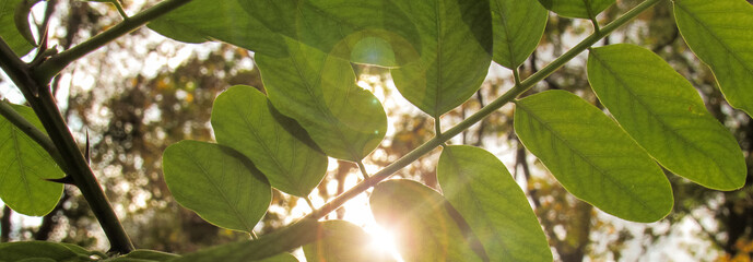 The sun shines through the leaves