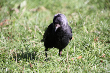 A Jackdaw on the ground