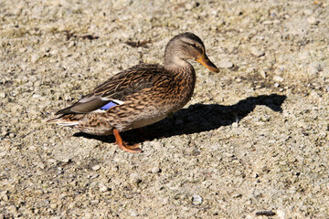 A Mallard on the ground
