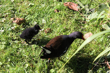 A close up of a Moorhen