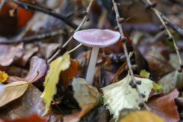 Mushrooms in autumn in the forest
