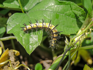 African spiked caterpillar on a branch