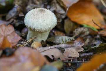 Mushrooms in autumn in the forest