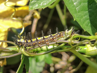 African spiked caterpillar on a branch