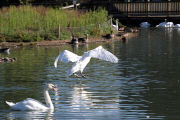 A close up of a Mute Swan