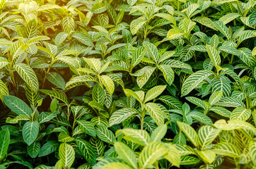 Green branch background, texture with orange flare.