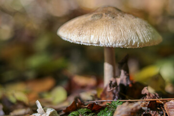 Mushrooms in autumn in the forest