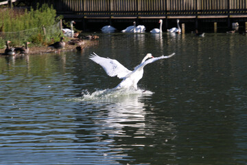 A close up of a Mute Swan