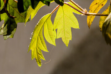 Green plant backlit through the window.