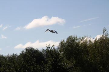 A close up of a Mute Swan