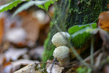 Mushrooms in autumn in the forest
