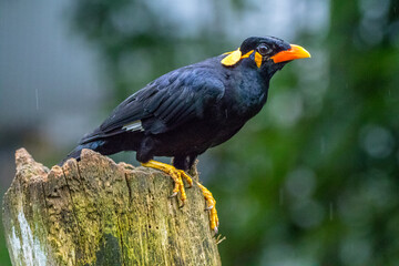 the gracula religiosa indica
