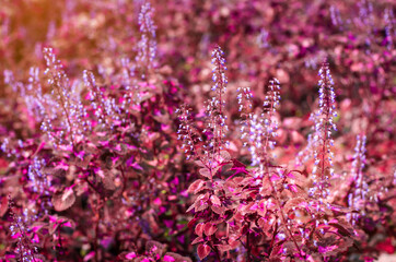 Pink flower branch background, texture with orange flare.