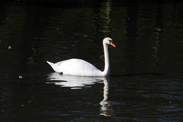 A close up of a Mute Swan
