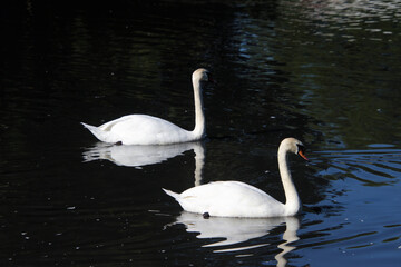 A close up of a Mute Swan