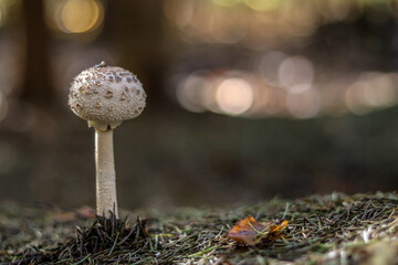Mushrooms in autumn in the forest
