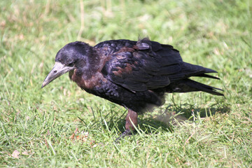 A close up of a Rook