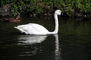 A close up of a Whistling Swan