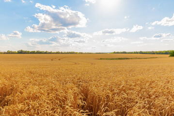 Yellow wheat field. View of a huge wheat field on a sunny day.