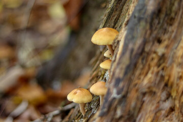 Mushrooms in autumn in the forest