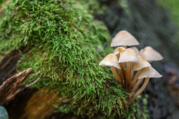 Mushrooms in autumn in the forest