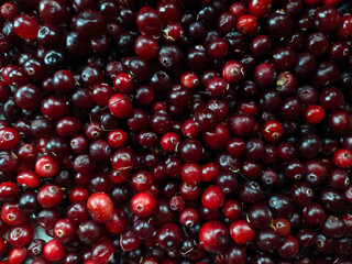 cranberry texture in the garden in the vegetable garden