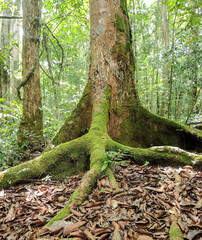 Tree roots in the African bush