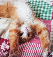 Ginger white fluffy kitten with pink nose stretching on a colored pink-green blanket in bed