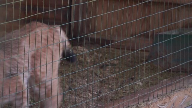 Eurasian lynx close up behind a grid in a reservation