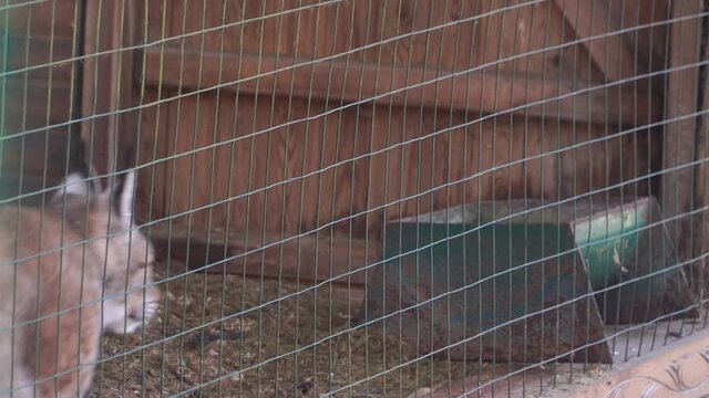 Eurasian lynx close up behind a grid in a reservation