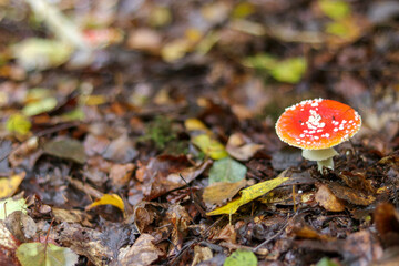 Mushrooms in autumn in the forest