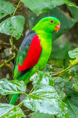 the green lorikeet