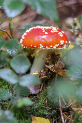 Mushrooms in autumn in the forest