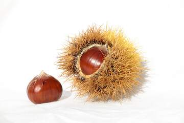 chestnuts thorns shell  isolated for background